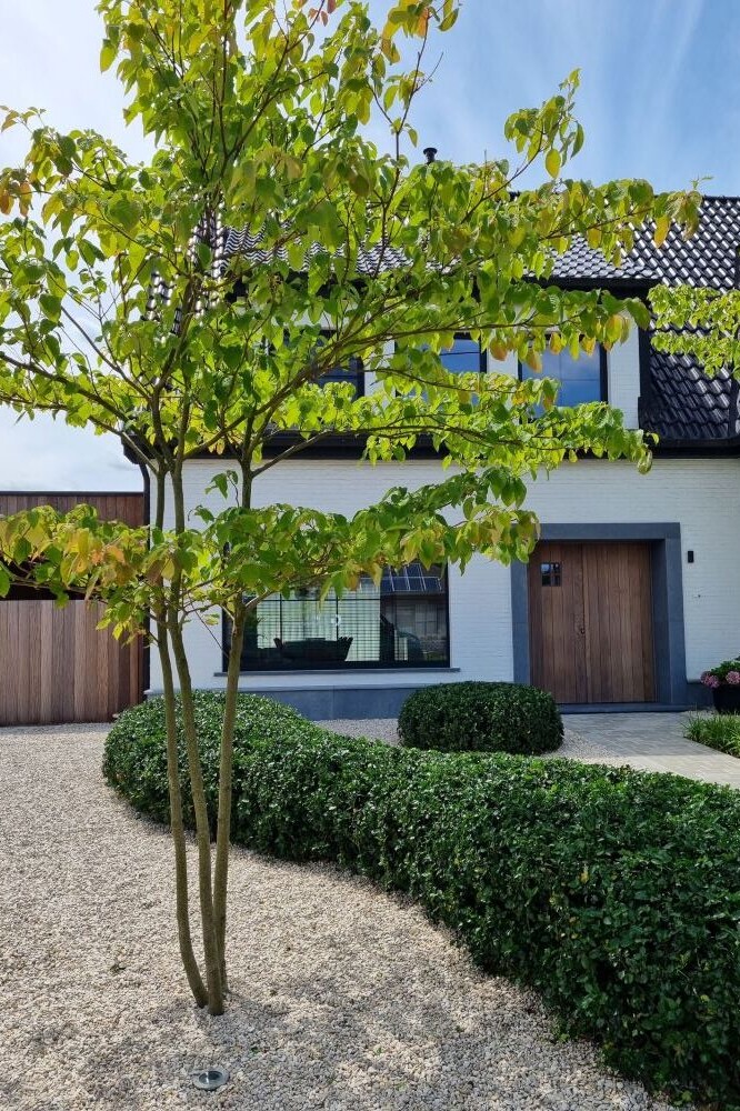 Groenoplossingen_meerstammigeboom_in_castlegrind_met_snoeivorm