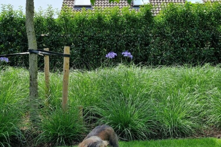 Groenoplossingen_siergrassen_met_agapanthus
