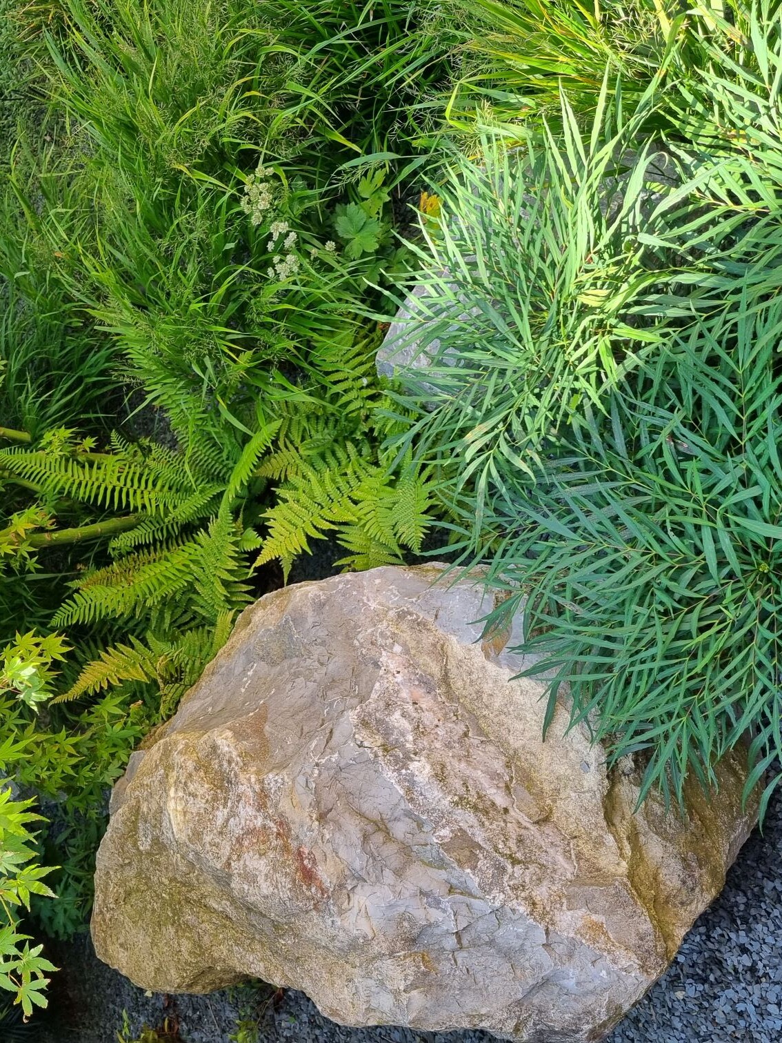 Groenoplossingen_patio_Carex_Mahonia